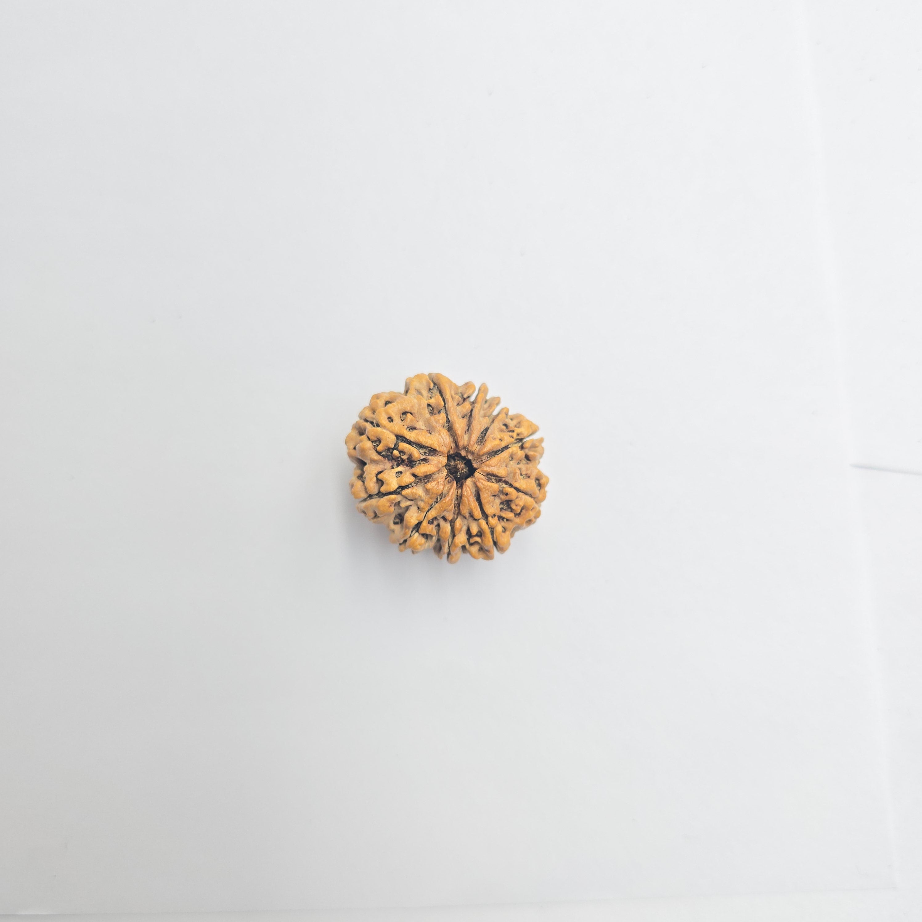 10-Mukhi
