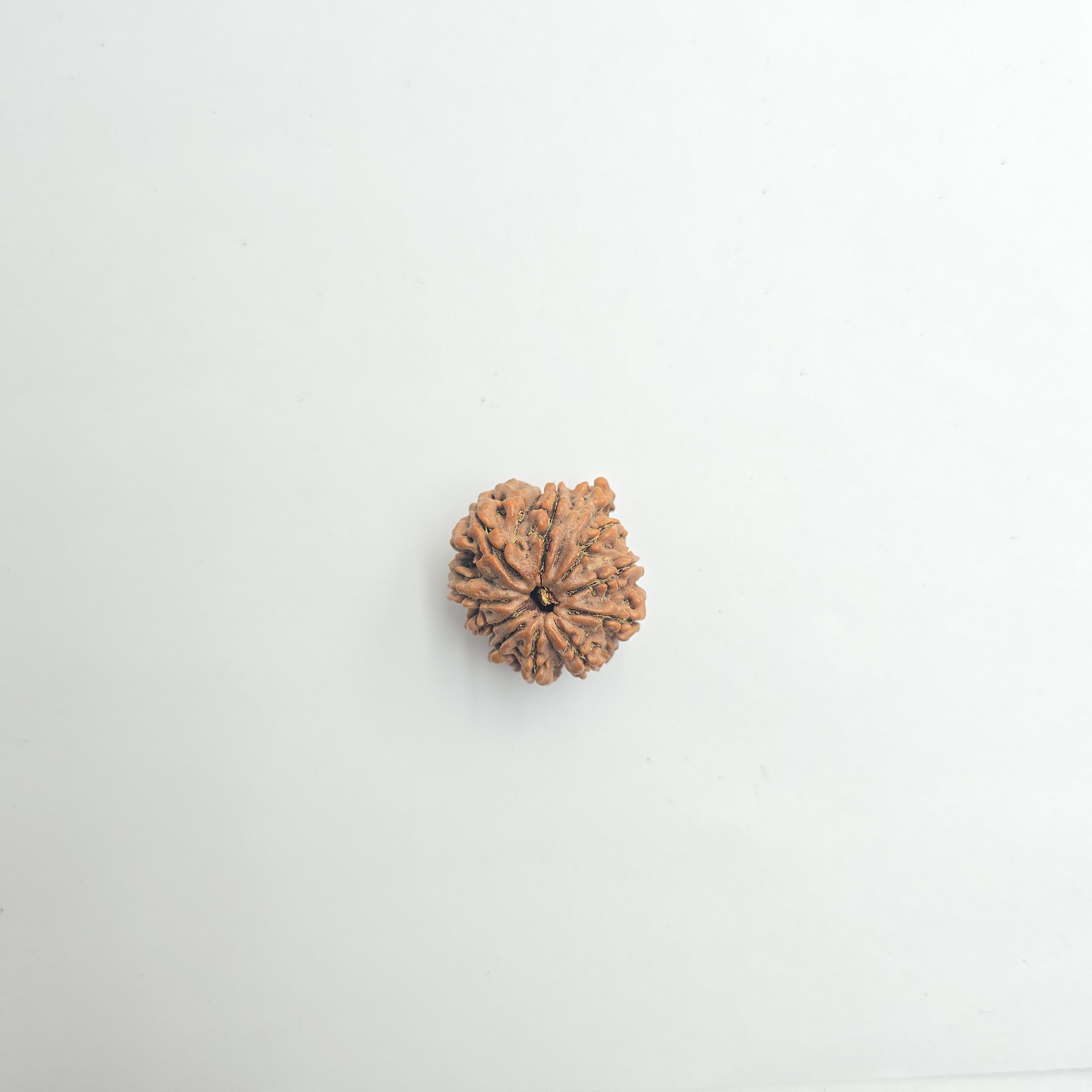 10-Mukhi