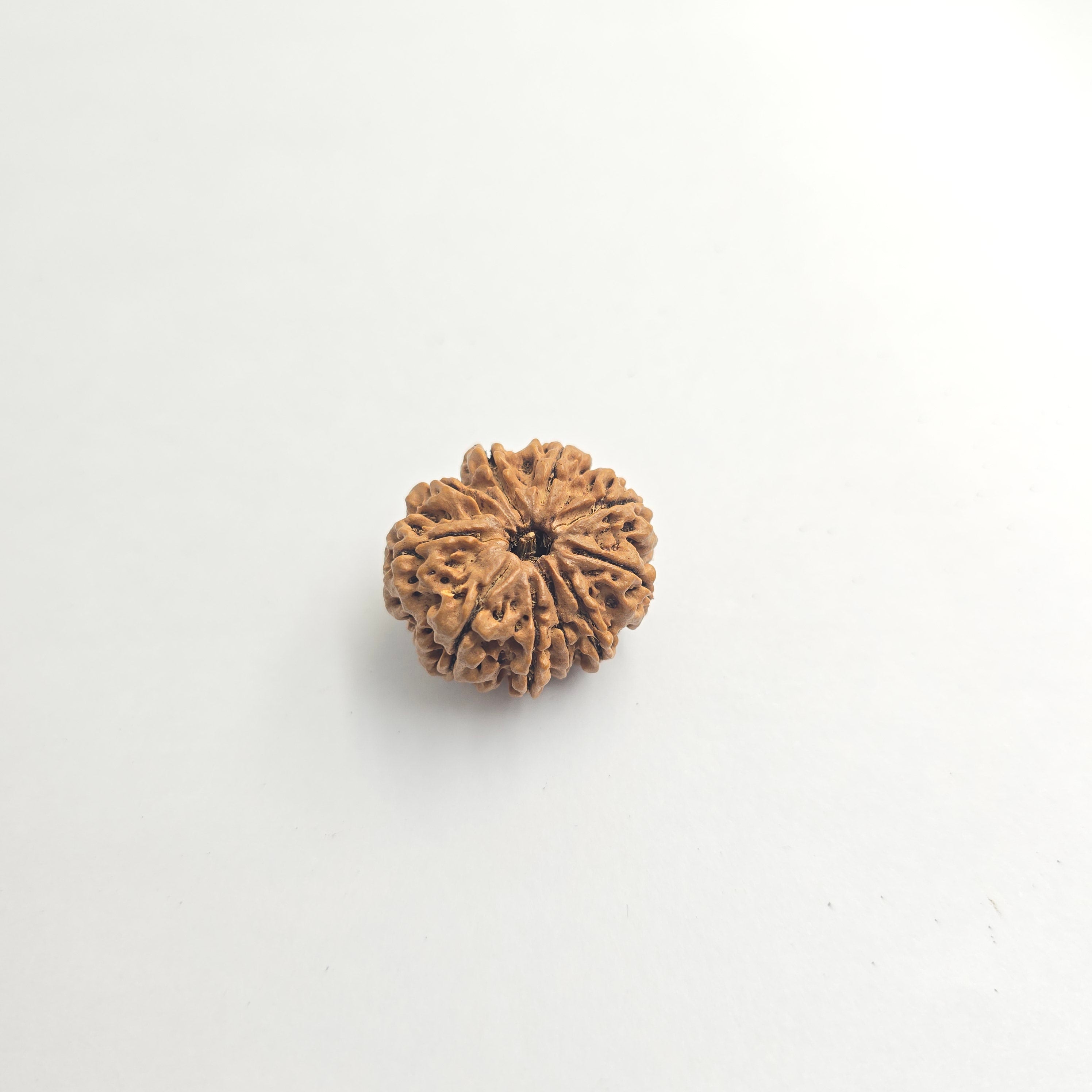 10-Mukhi
