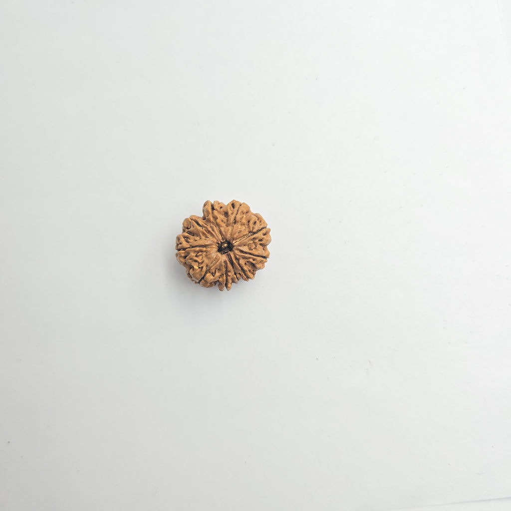 10-Mukhi