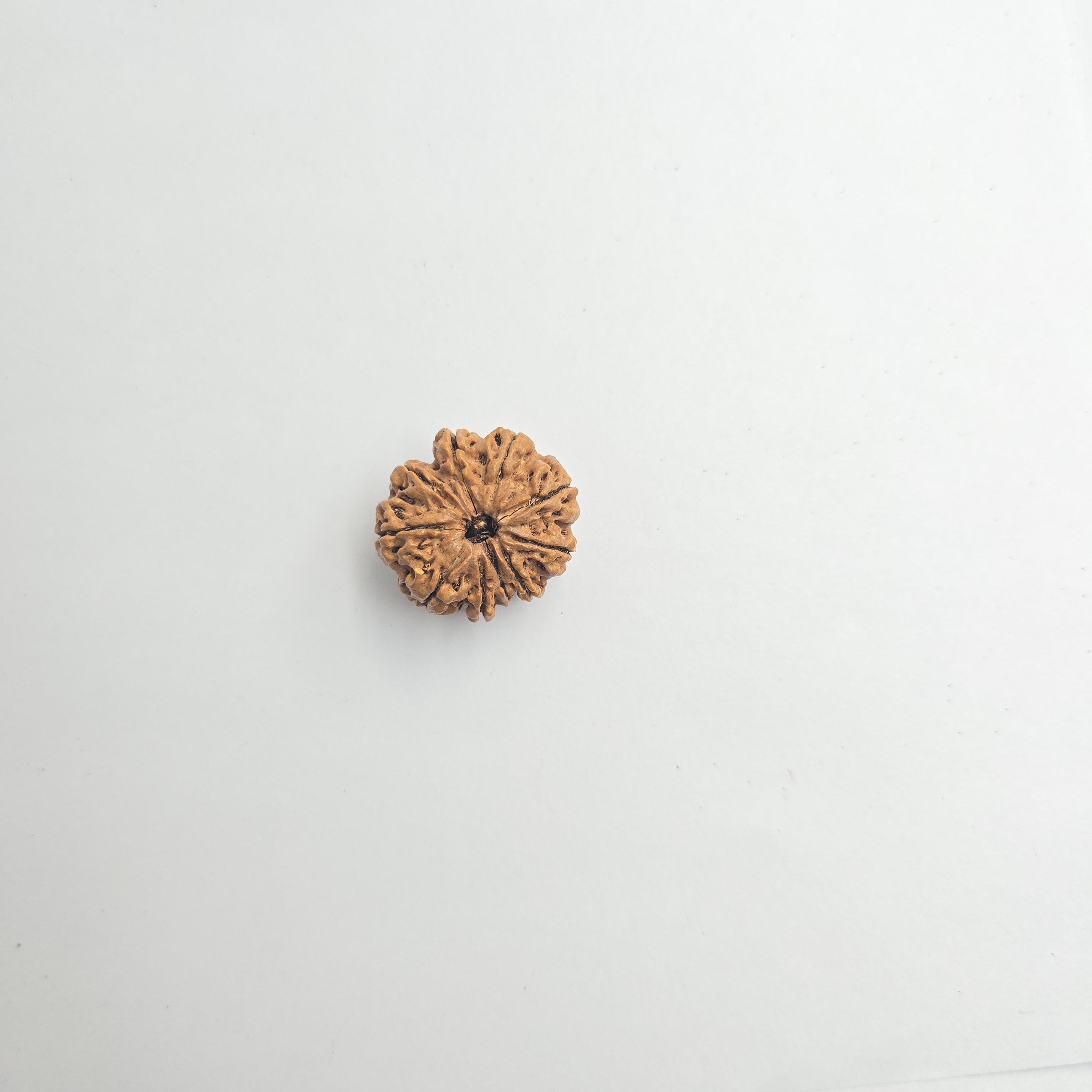 10-Mukhi