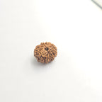 10-Mukhi