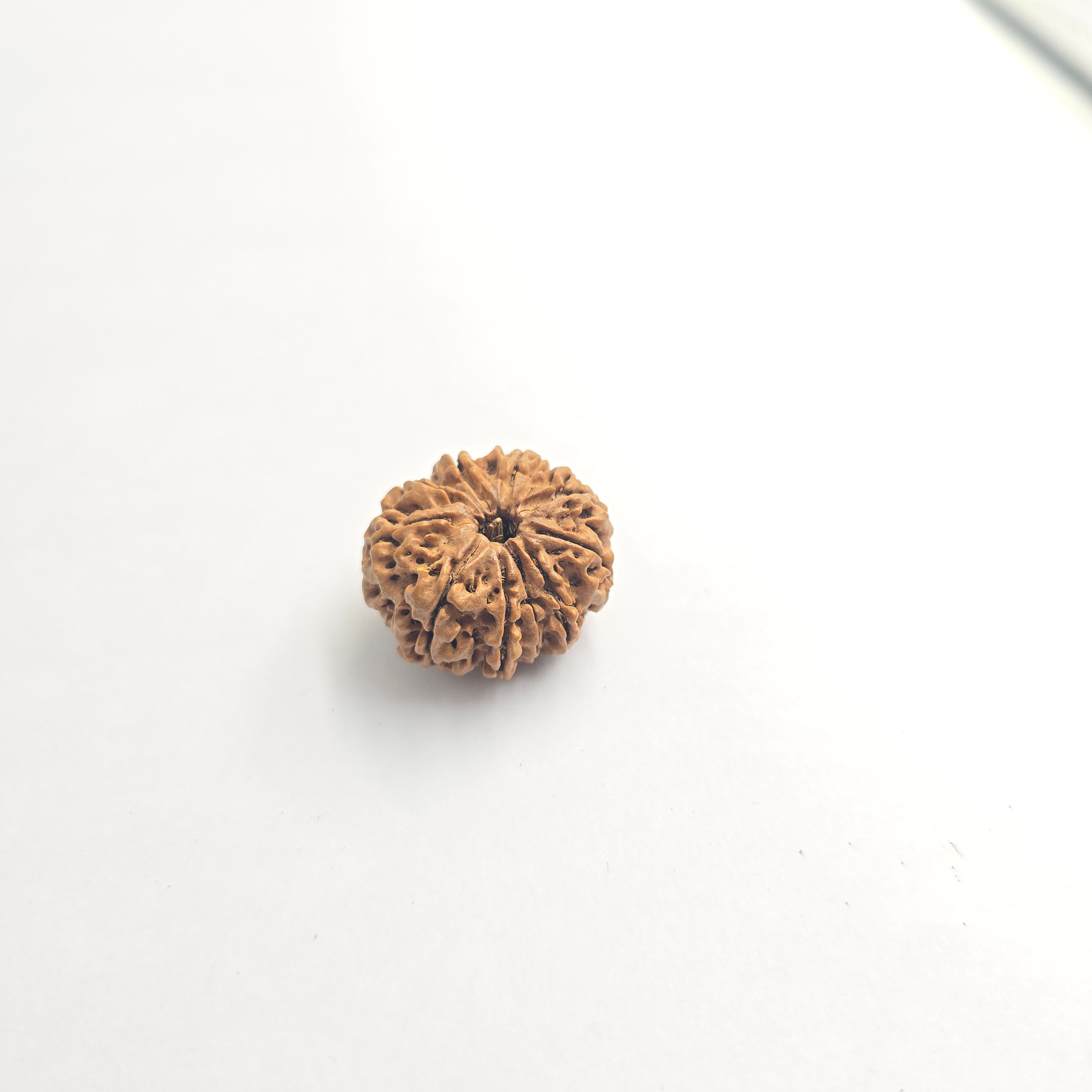 10-Mukhi