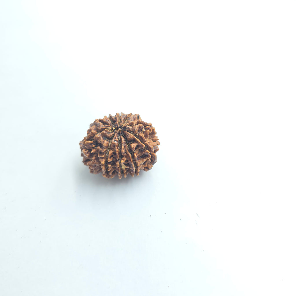 10-Mukhi
