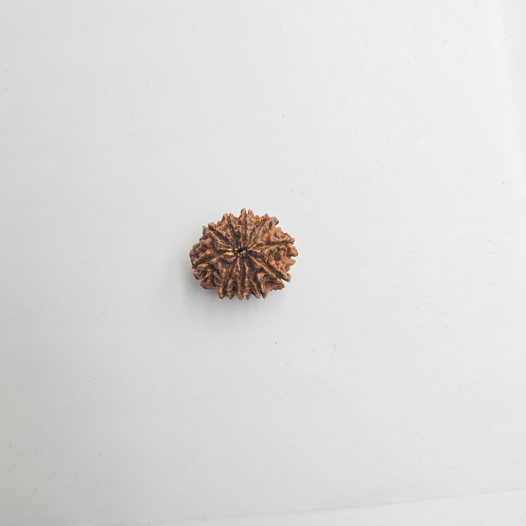 10-Mukhi