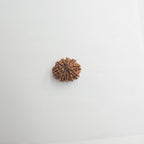 10-Mukhi