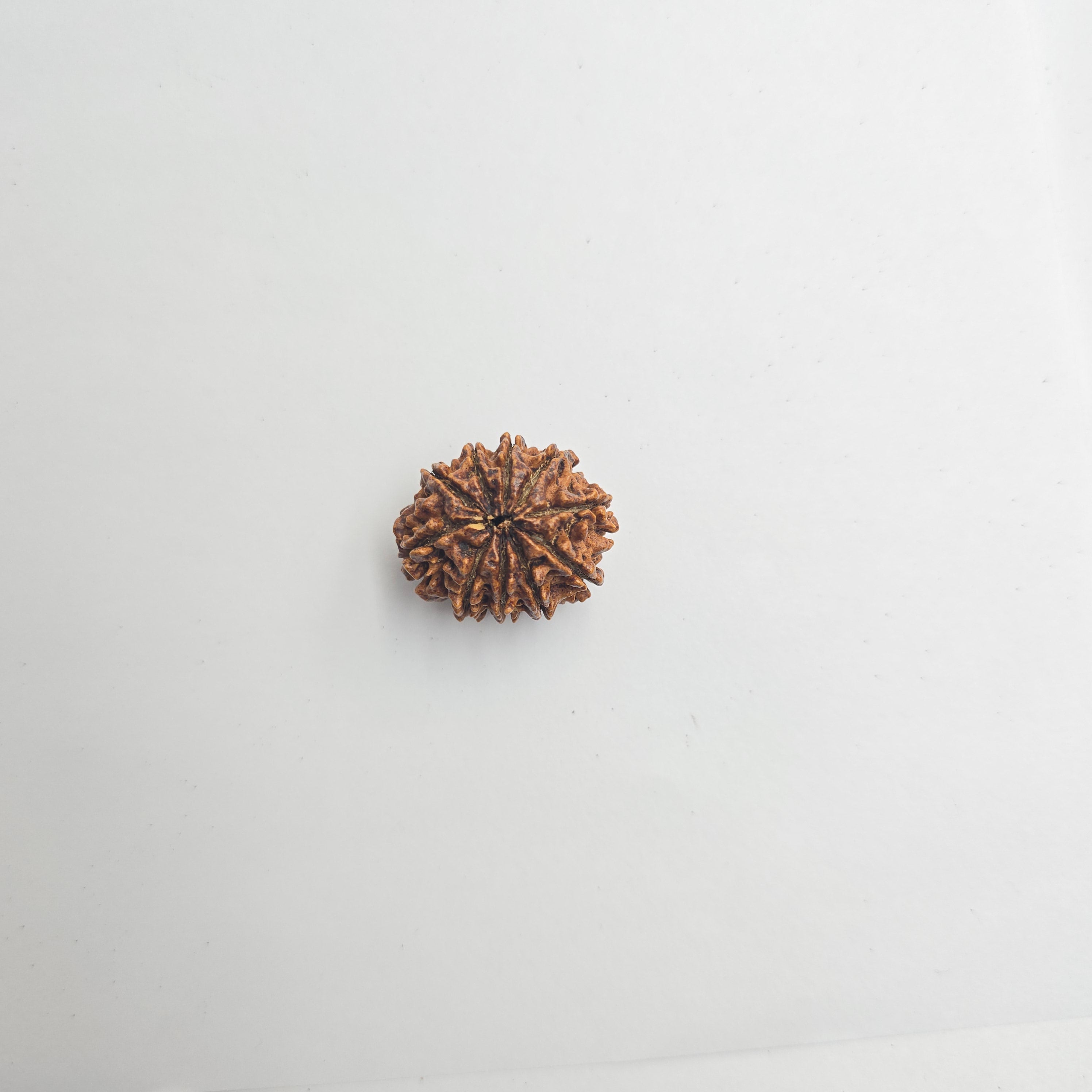 10-Mukhi