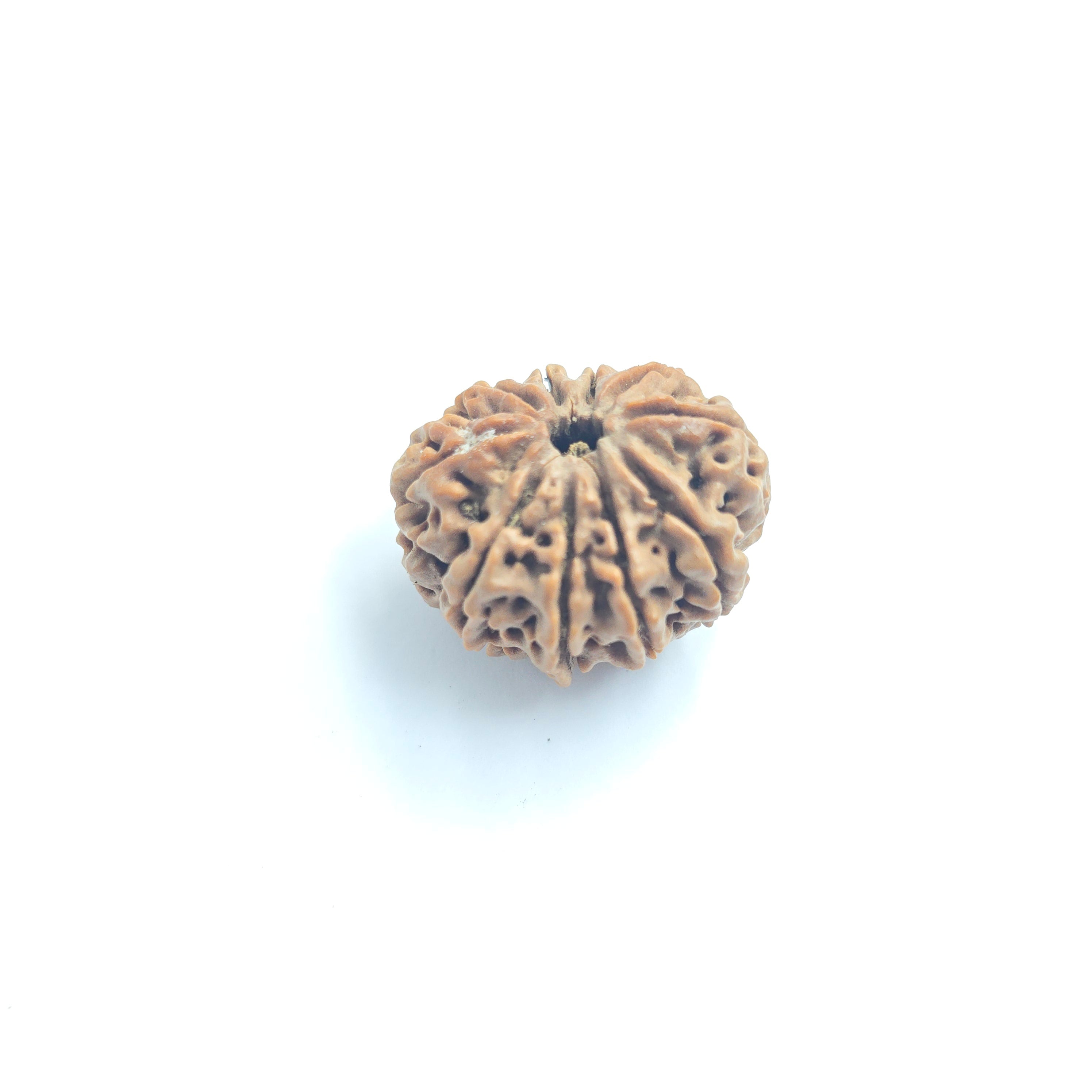 10-Mukhi