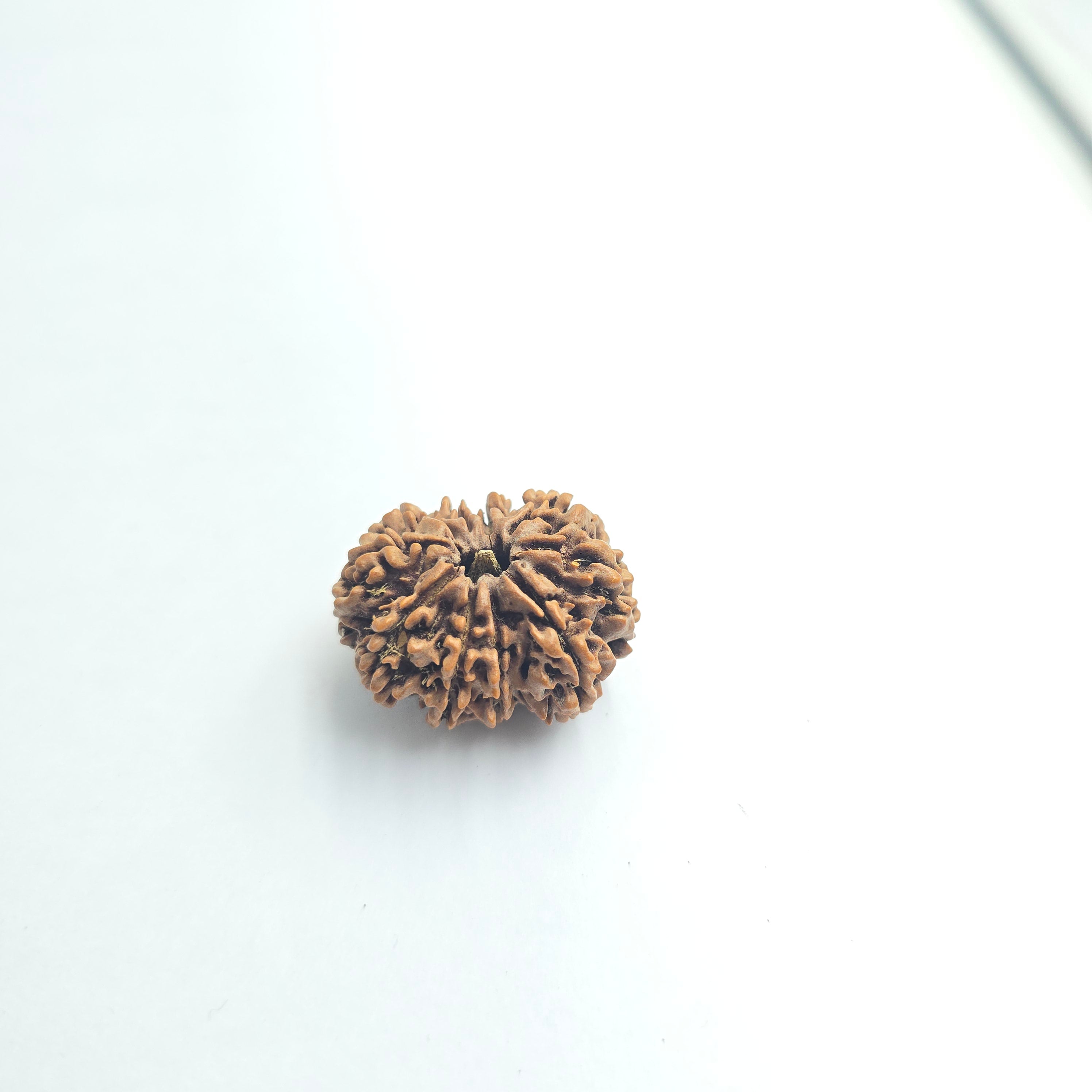 10-Mukhi
