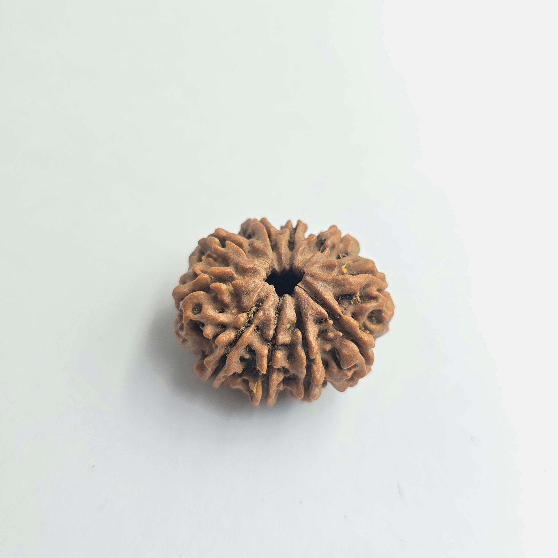 10-Mukhi