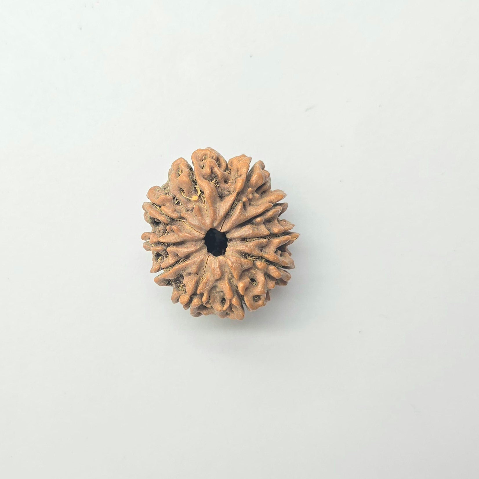 10-Mukhi