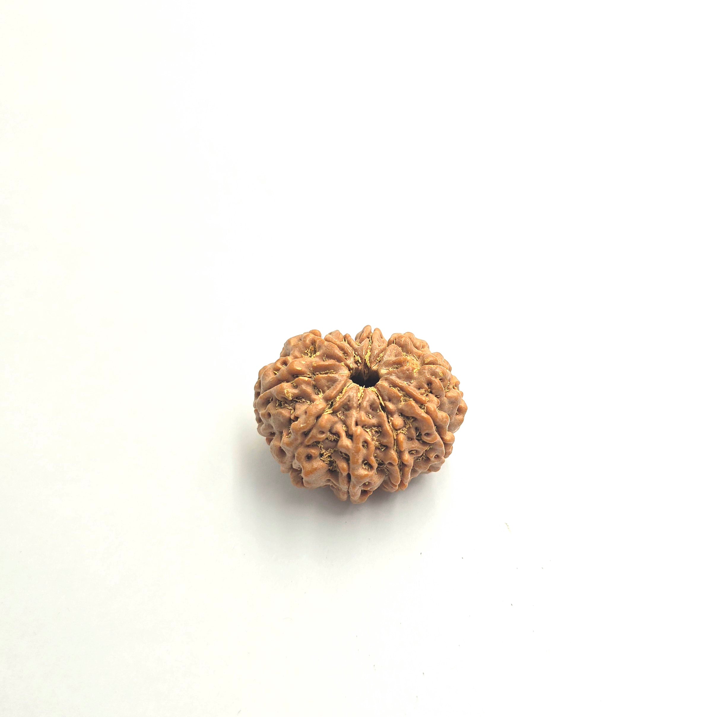 10-Mukhi