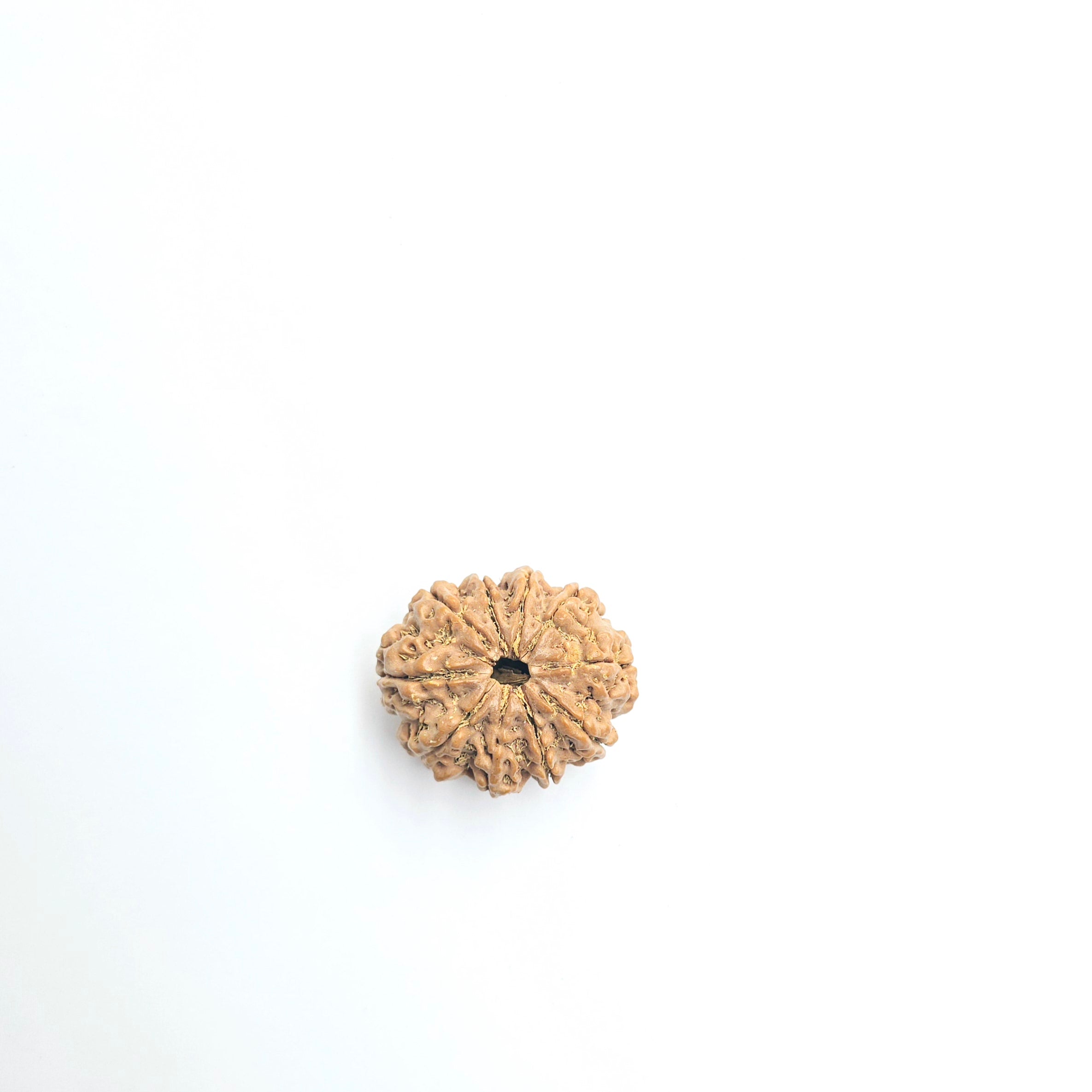 10-Mukhi
