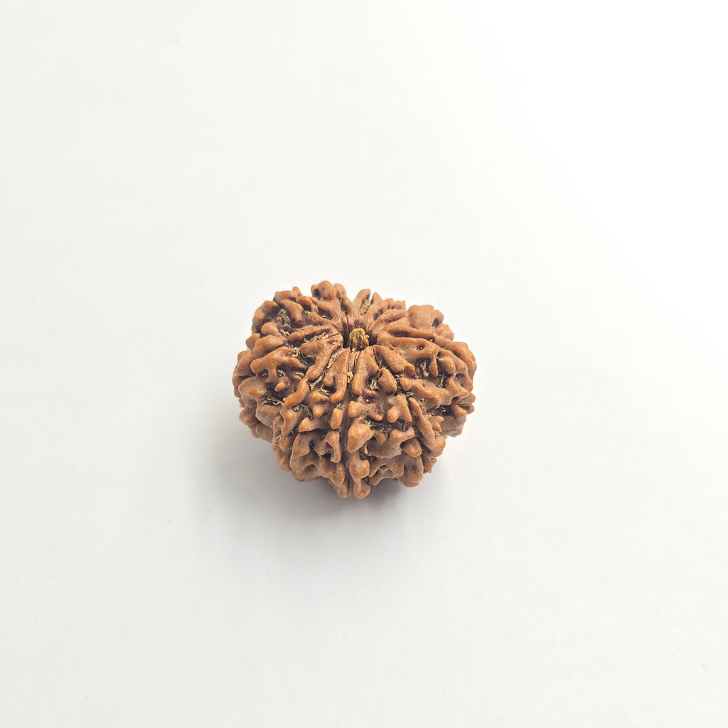 10-Mukhi