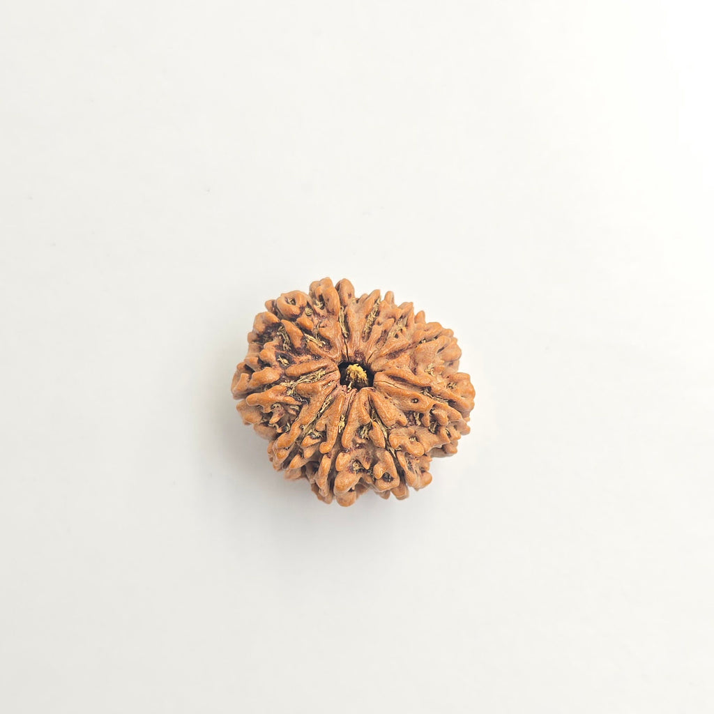 10-Mukhi