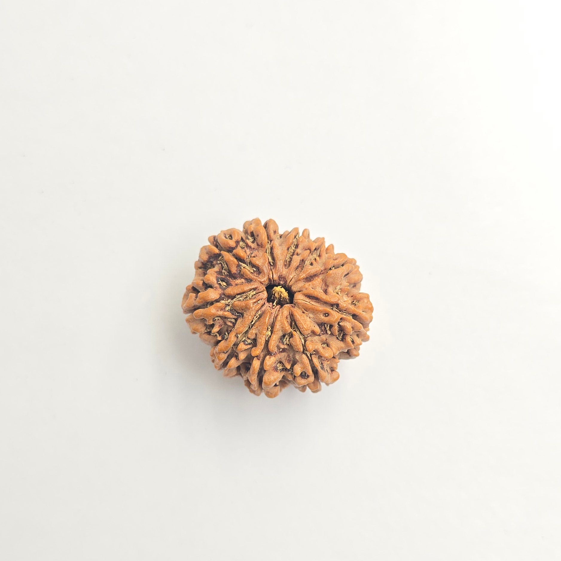 10-Mukhi