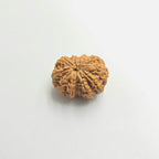 10-Mukhi