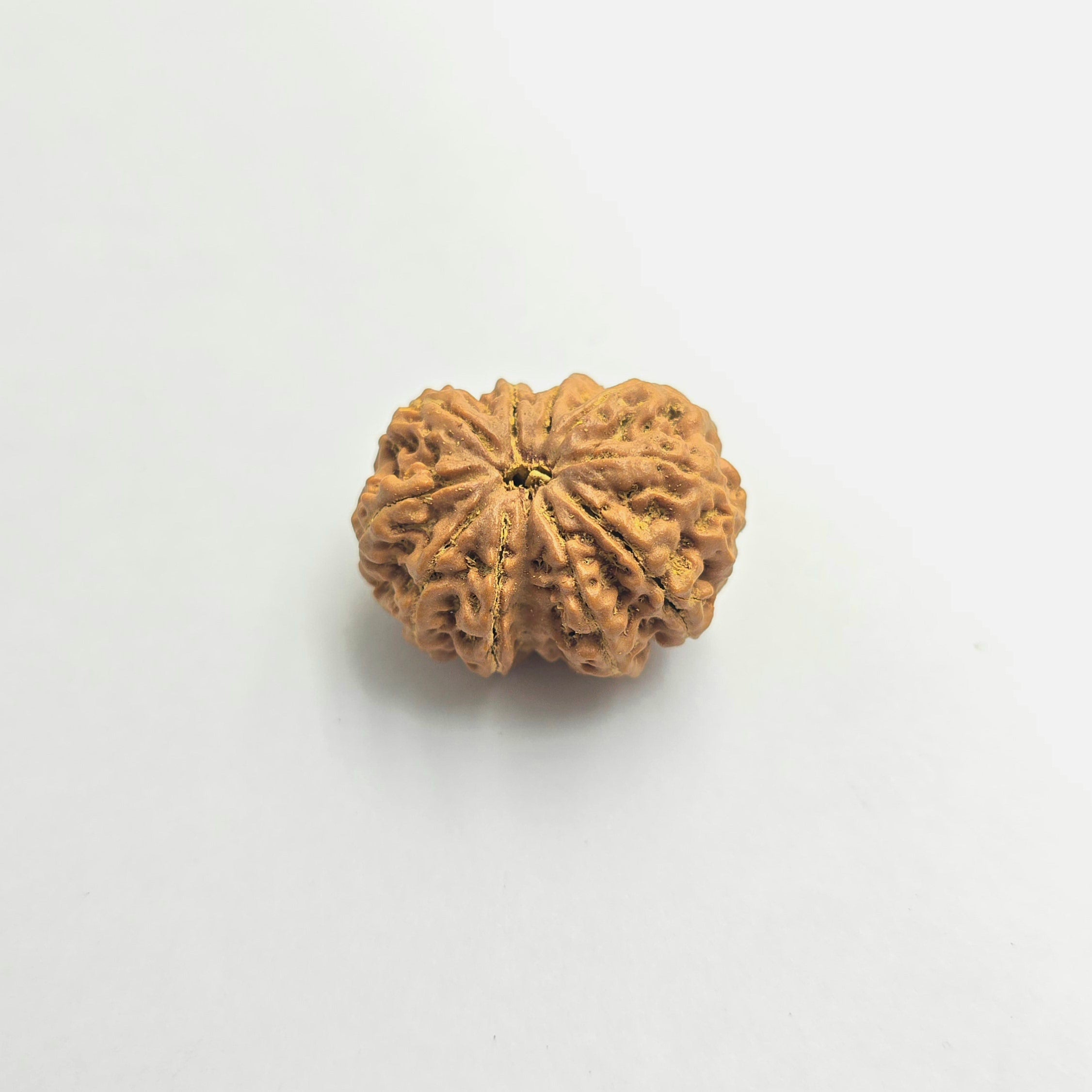 10-Mukhi