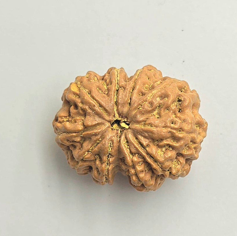 10-Mukhi
