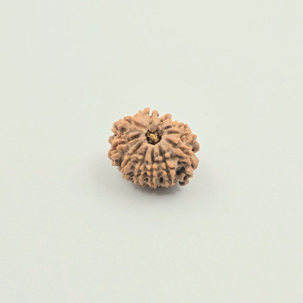 11 Mukhi