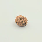 11 Mukhi