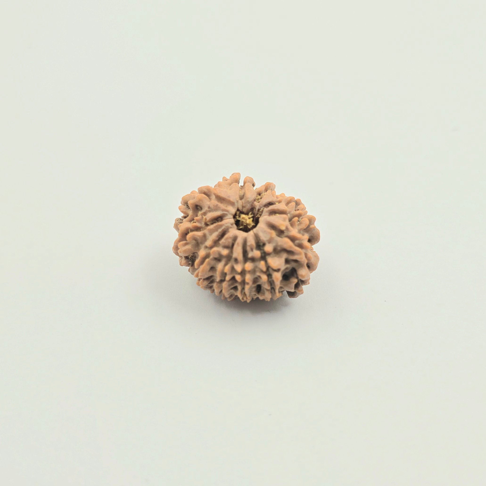 11 Mukhi