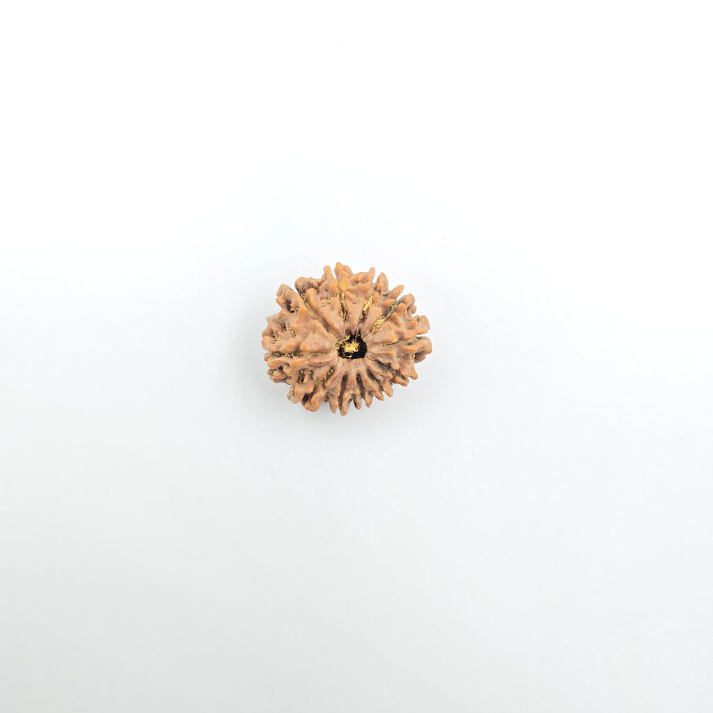 11 Mukhi