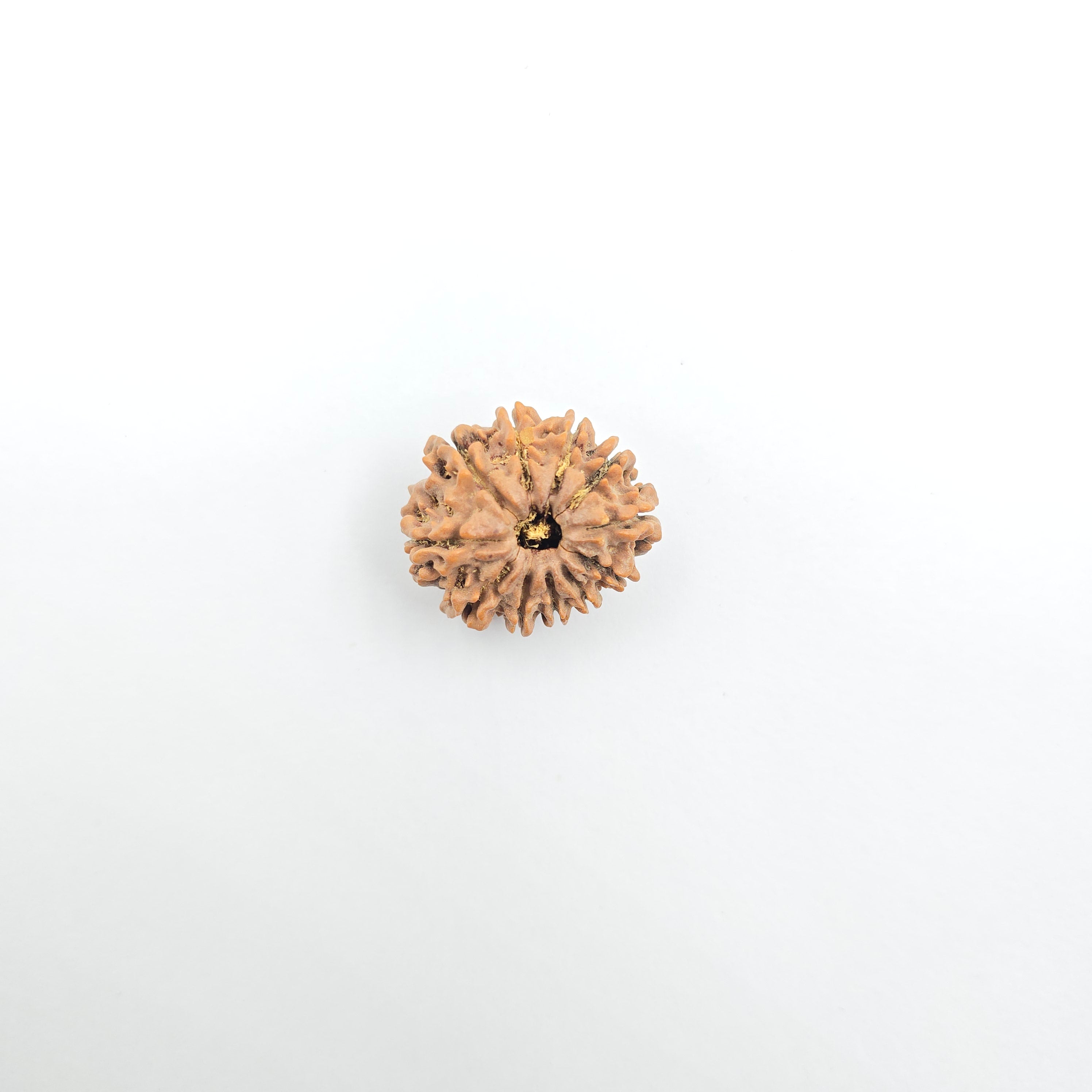 11 Mukhi