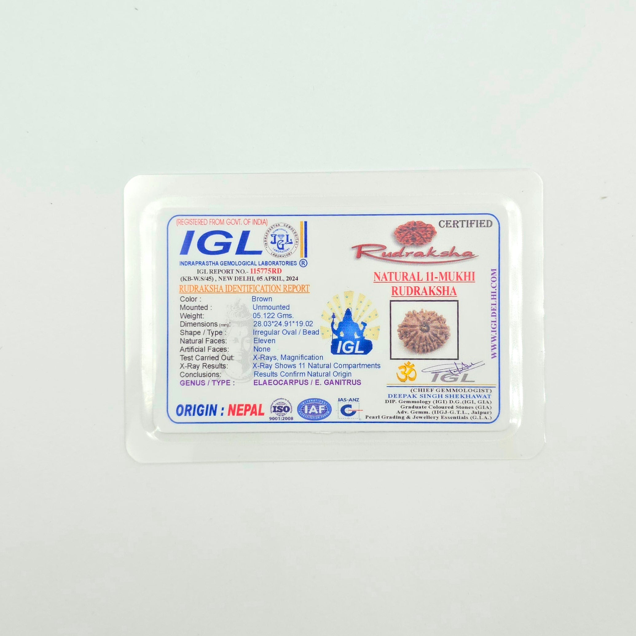 11 Mukhi