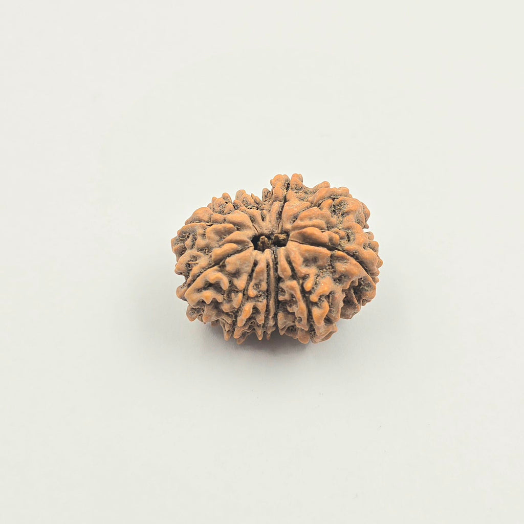 11 Mukhi