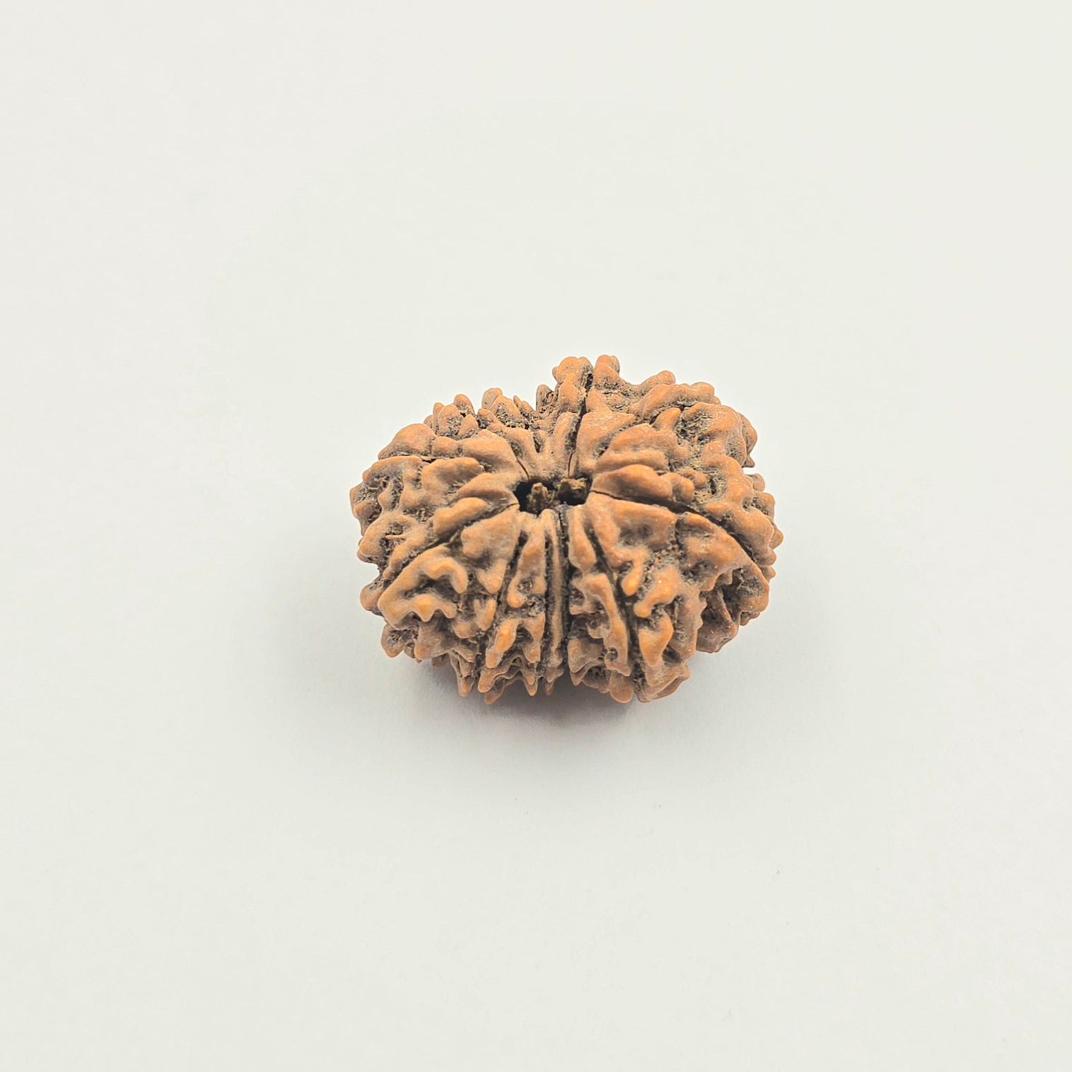 11 Mukhi