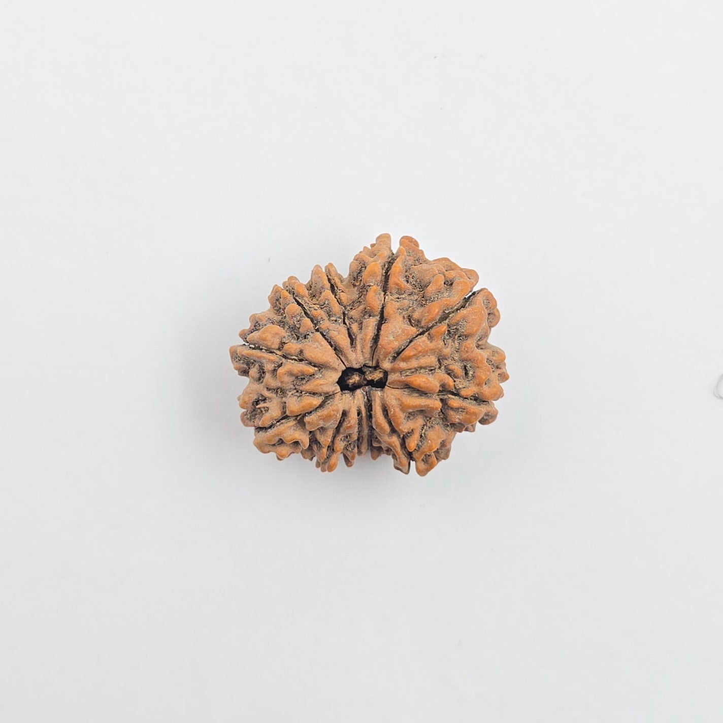 11 Mukhi