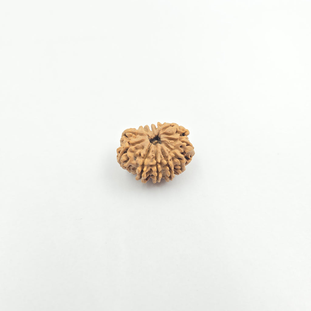 11 Mukhi