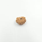 11 Mukhi
