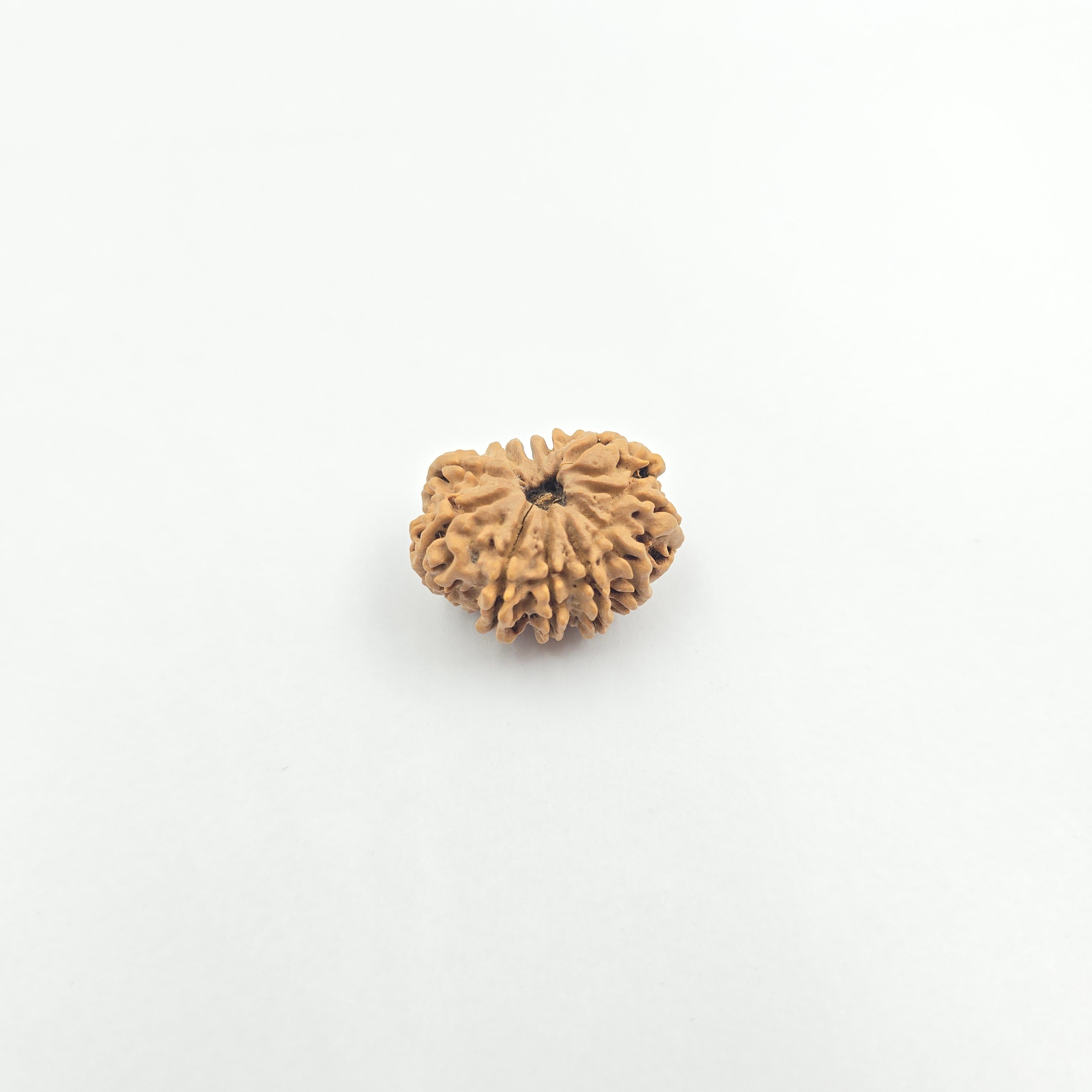 11 Mukhi
