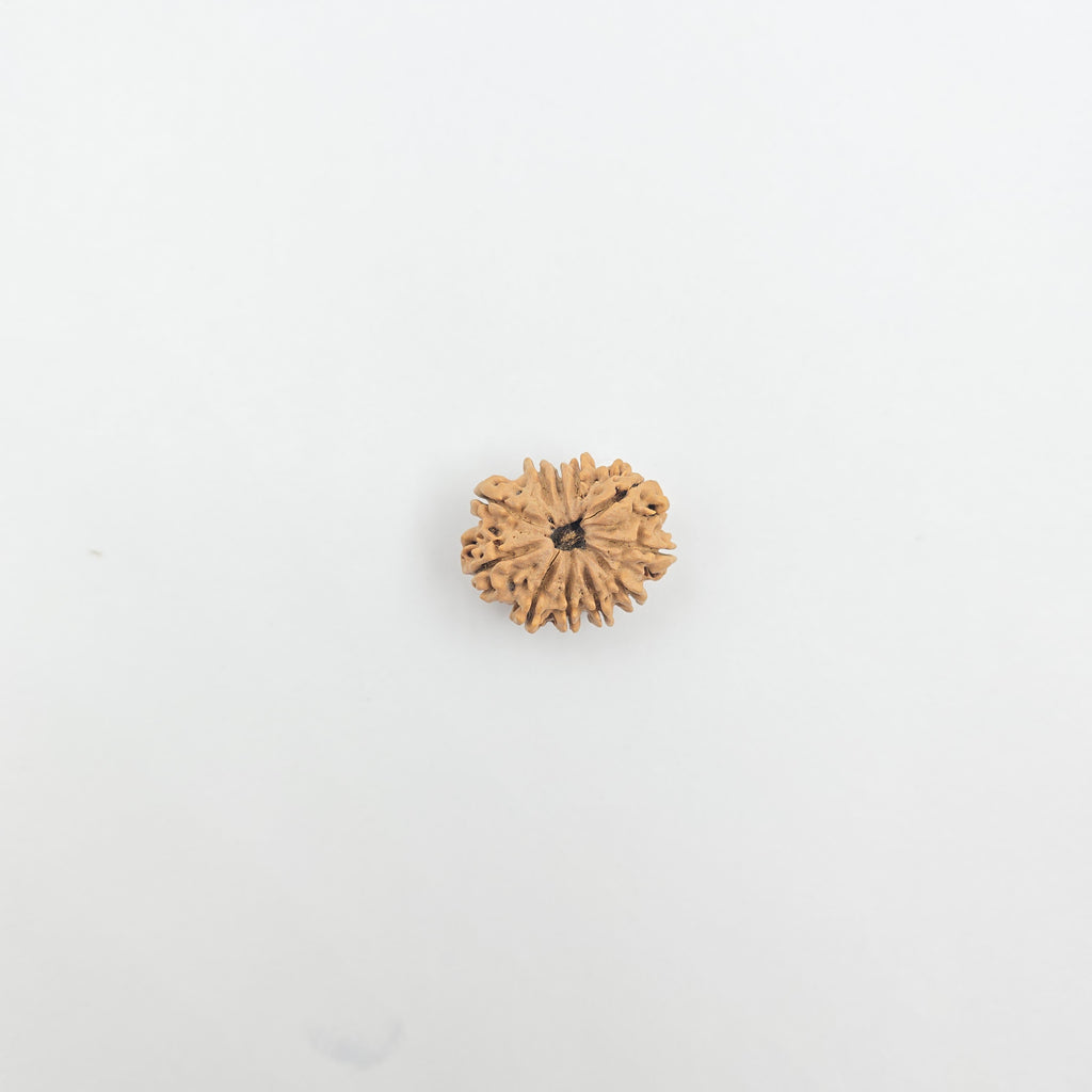 11 Mukhi