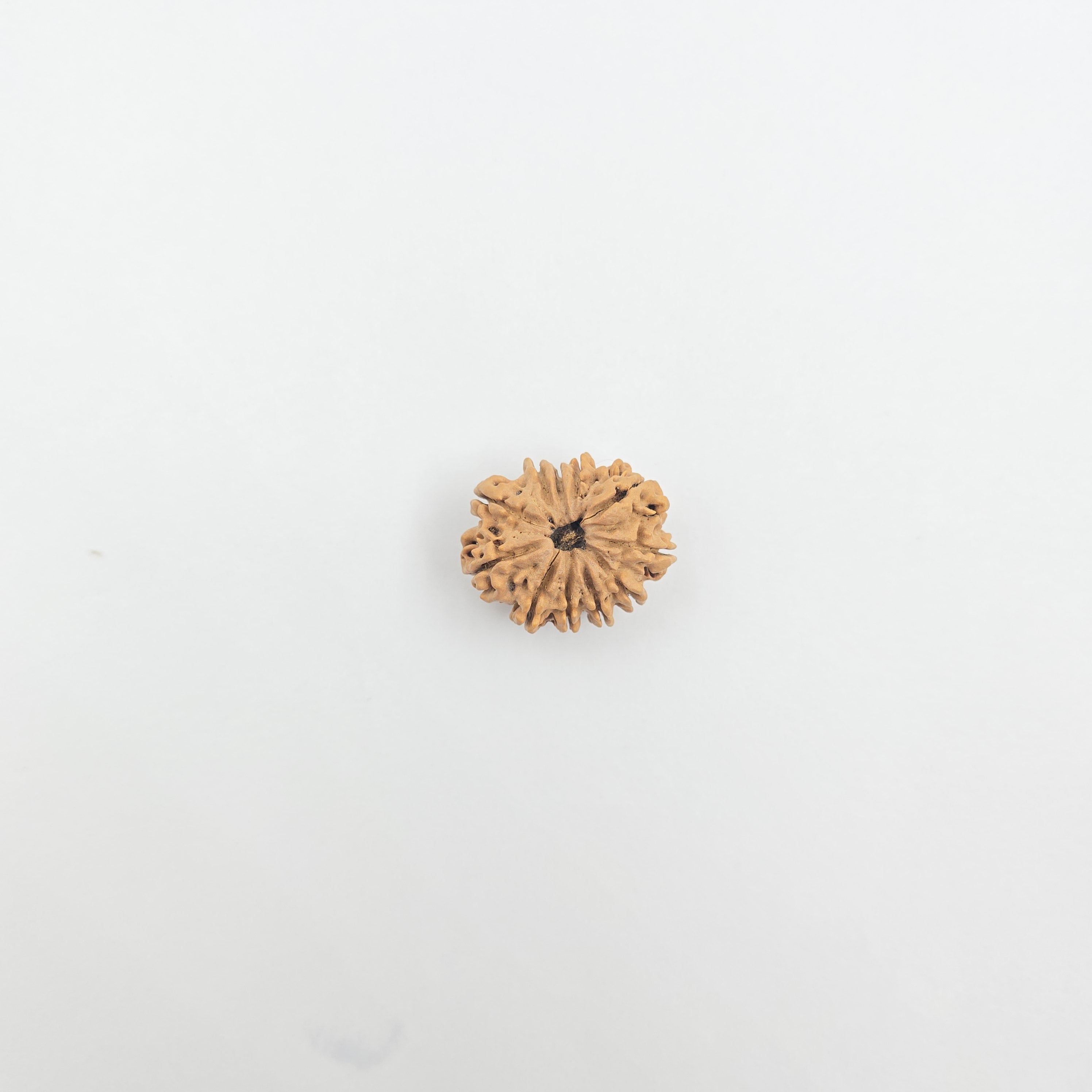 11 Mukhi