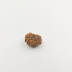 11 Mukhi