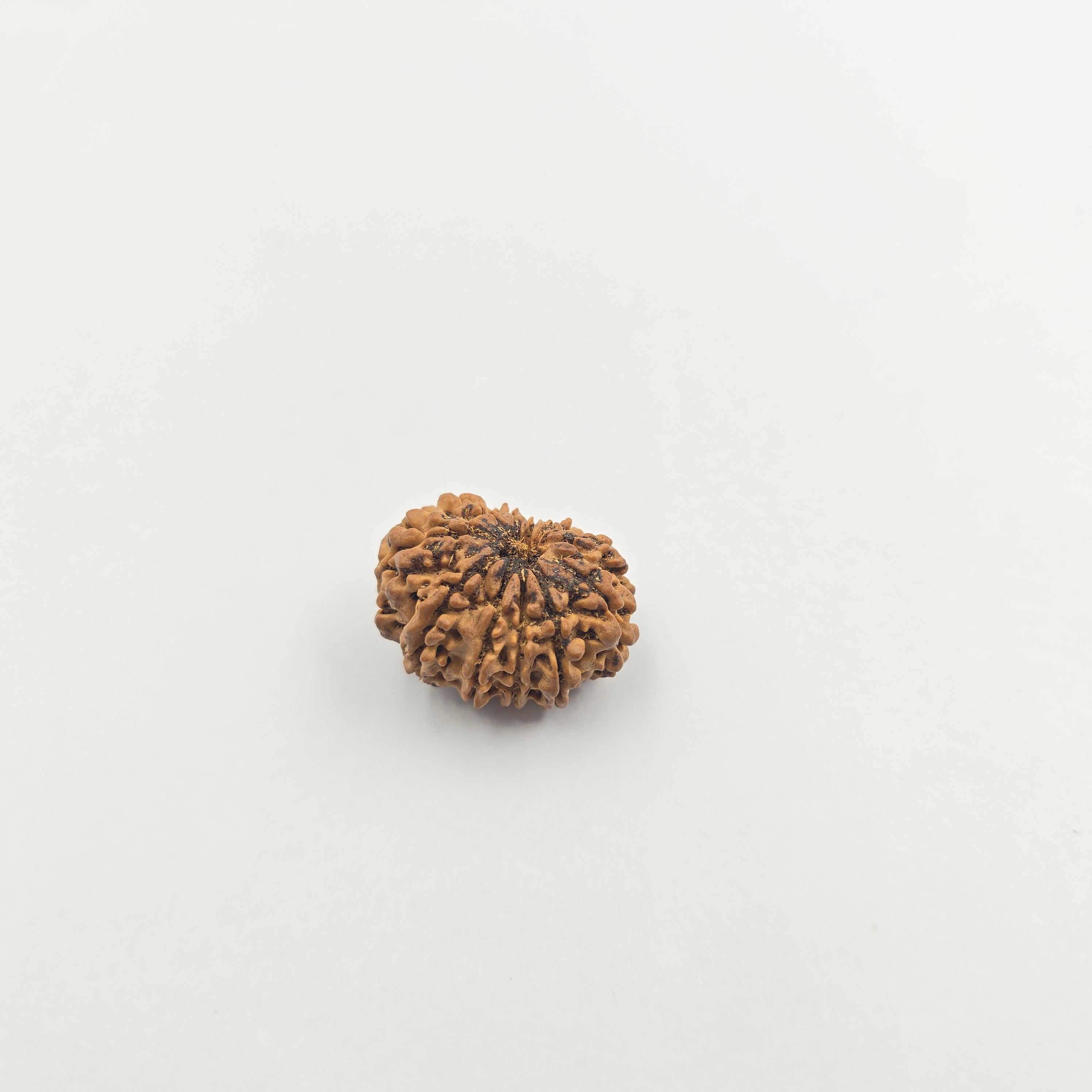 11 Mukhi