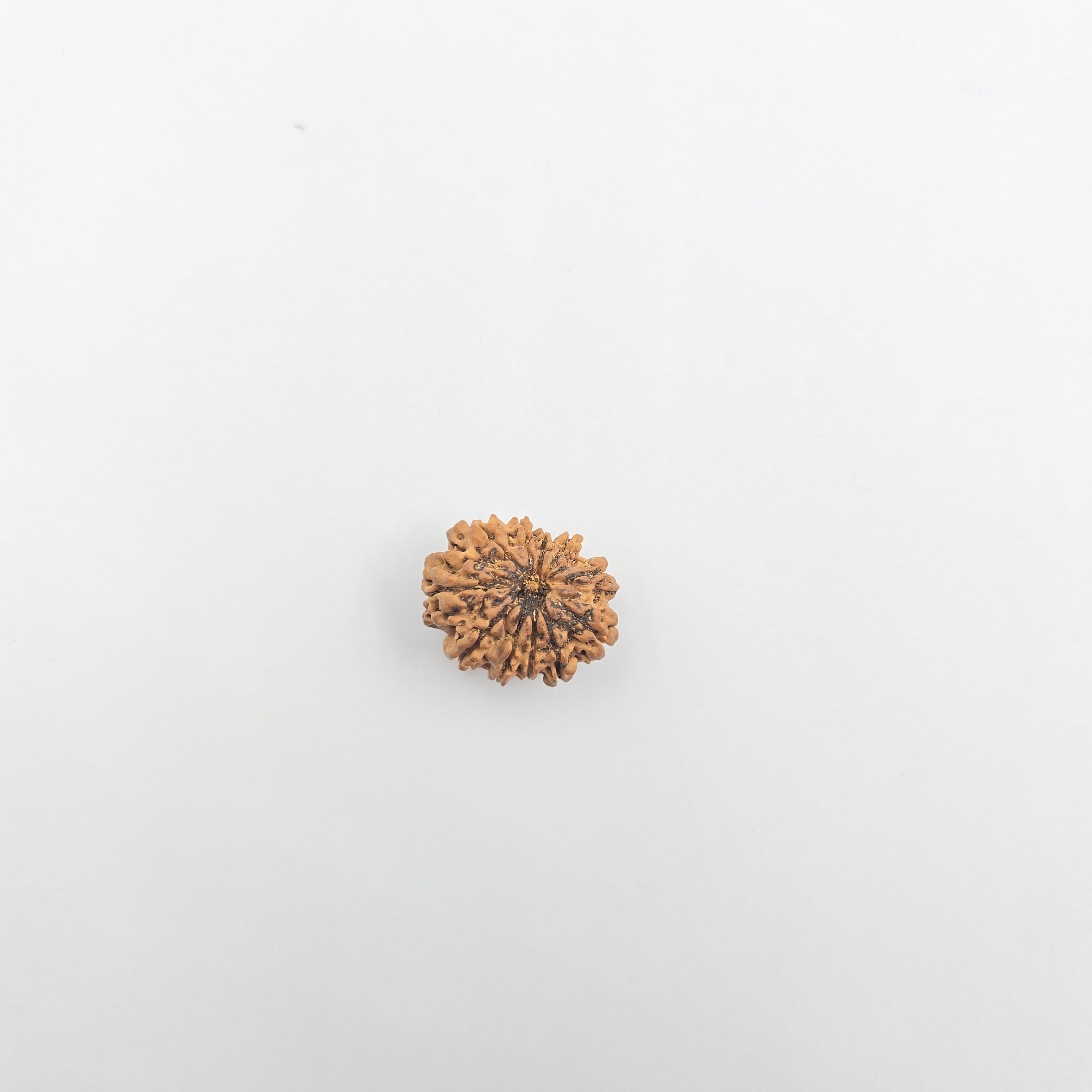 11 Mukhi