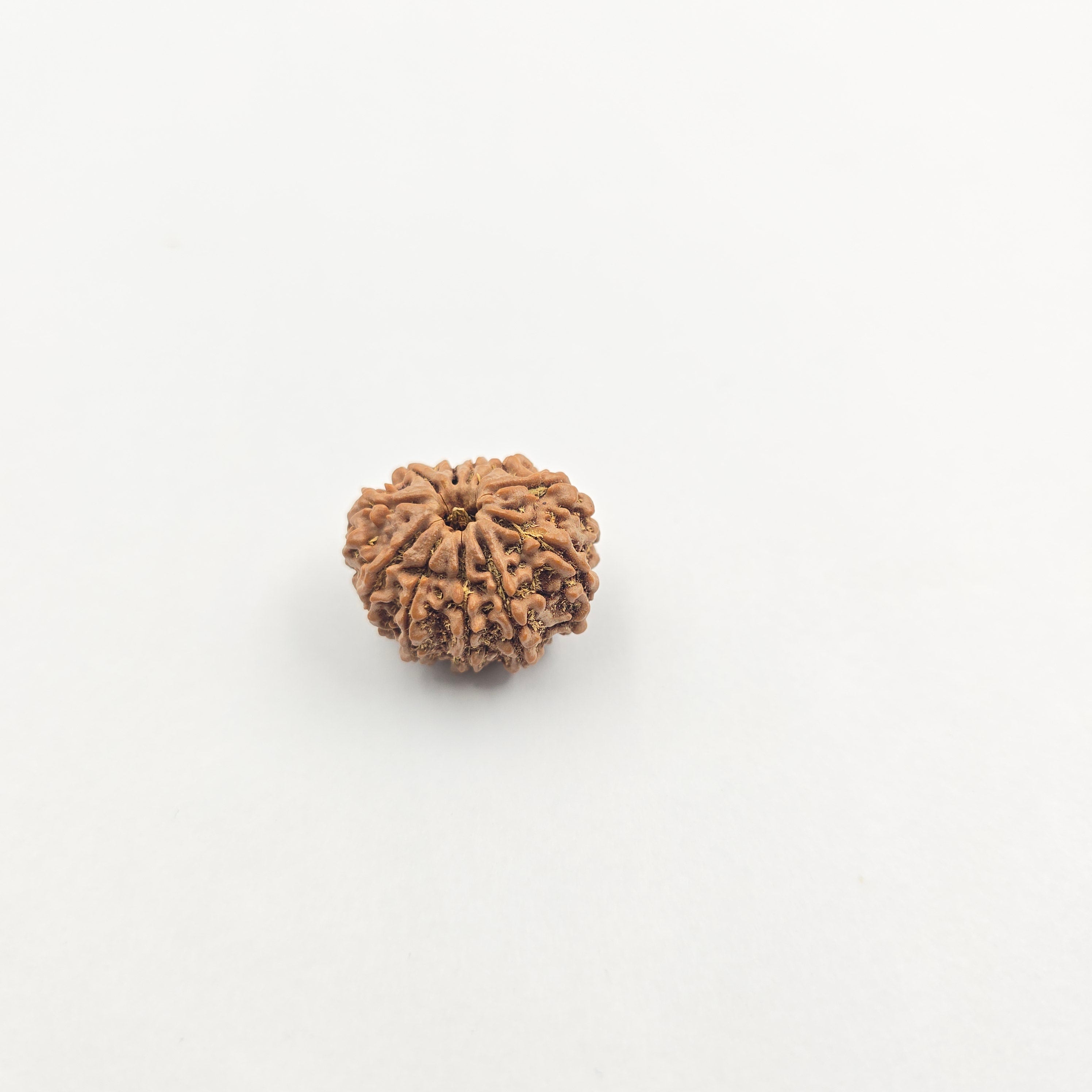 11 Mukhi