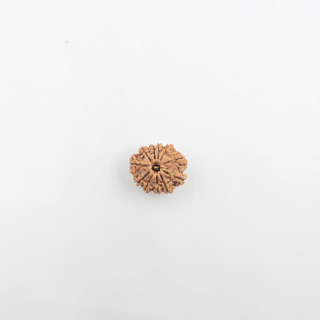 11 Mukhi