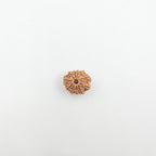 11 Mukhi