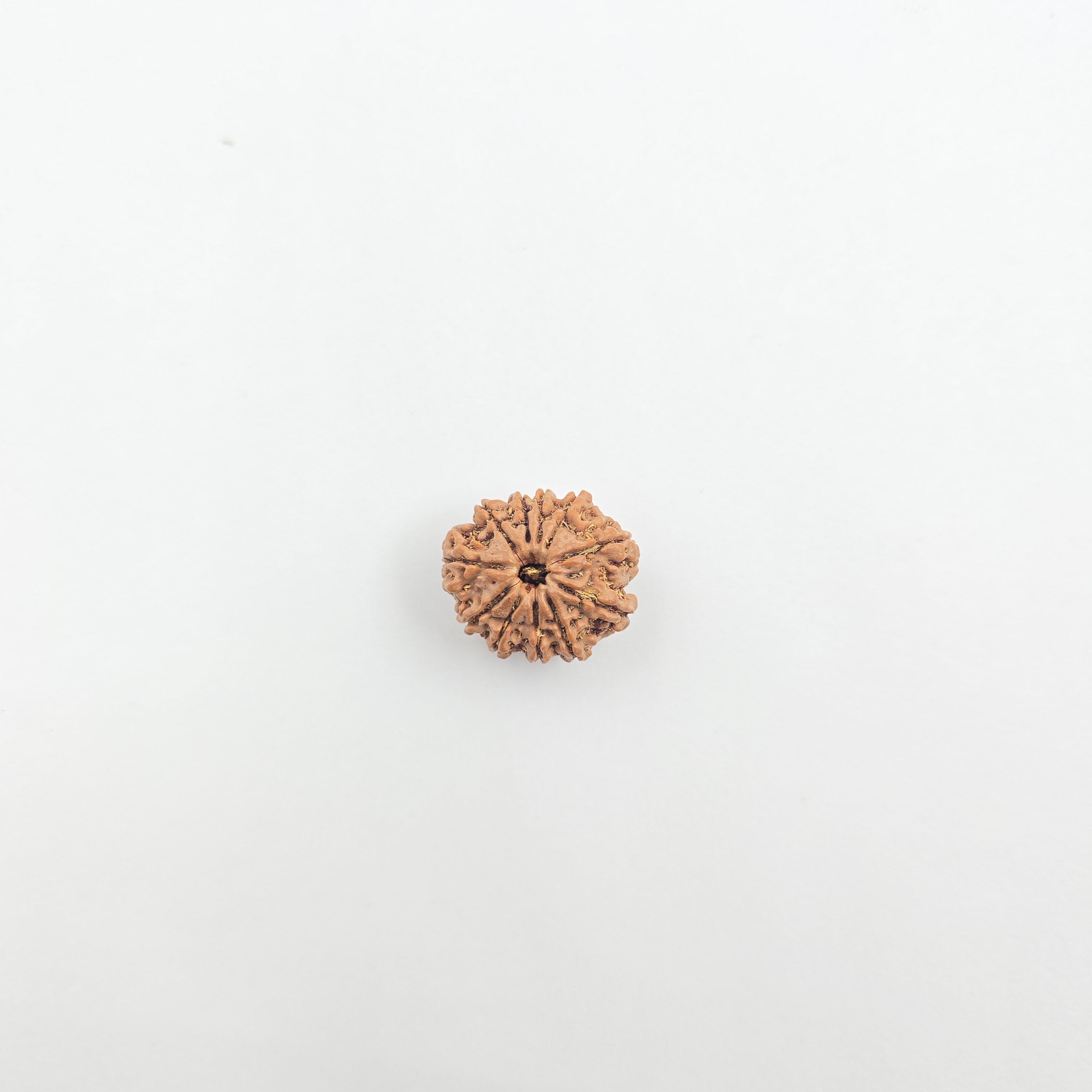 11 Mukhi