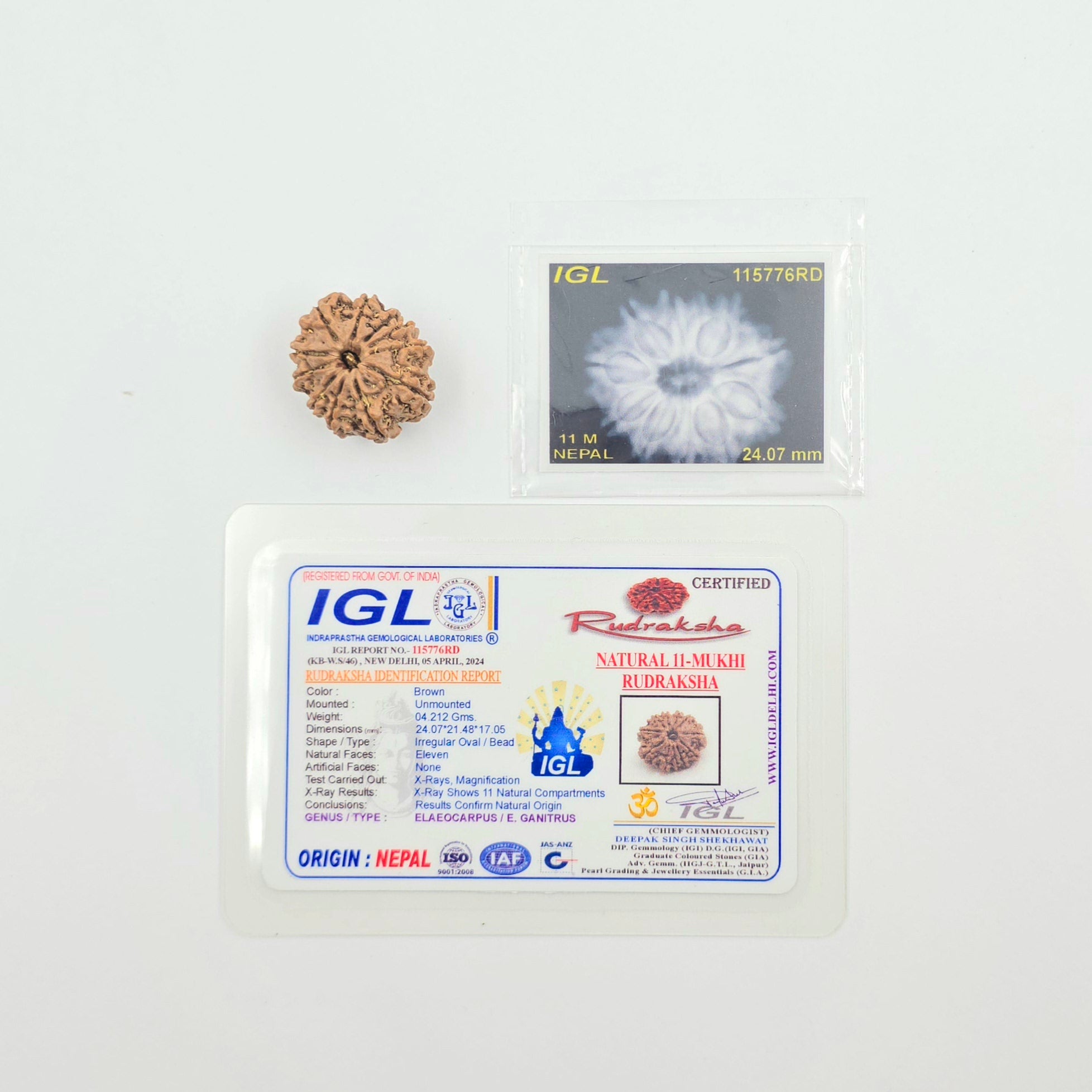 11 Mukhi