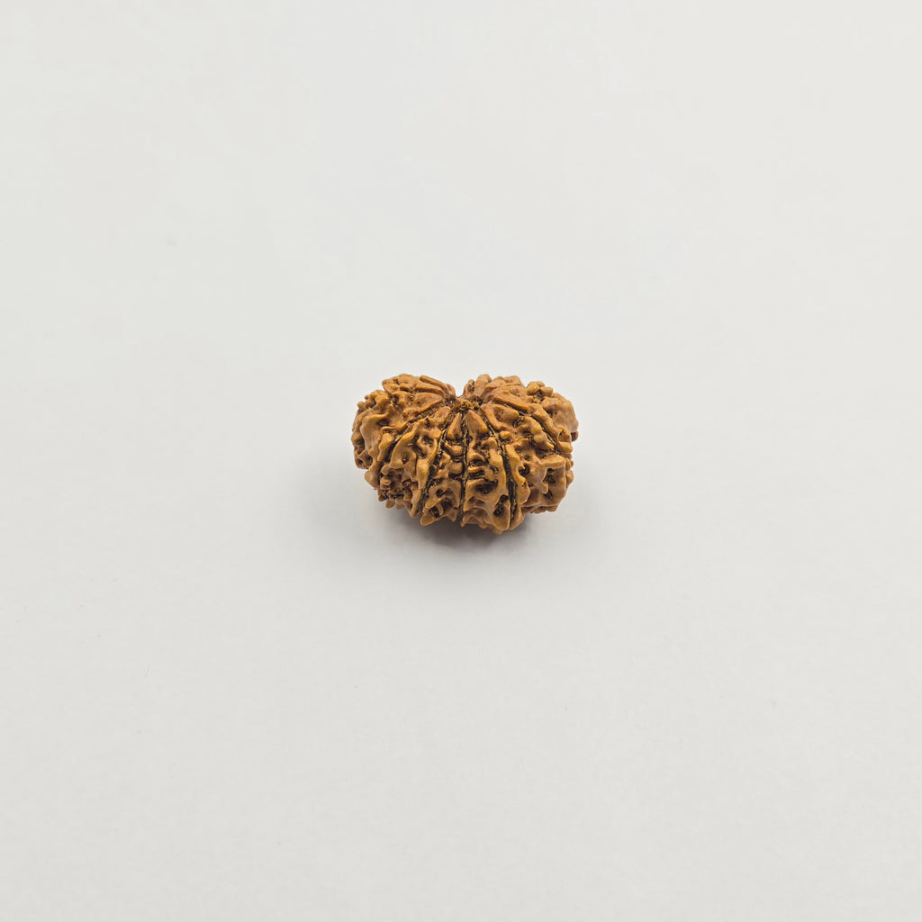 11 Mukhi