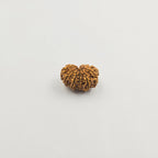 11 Mukhi