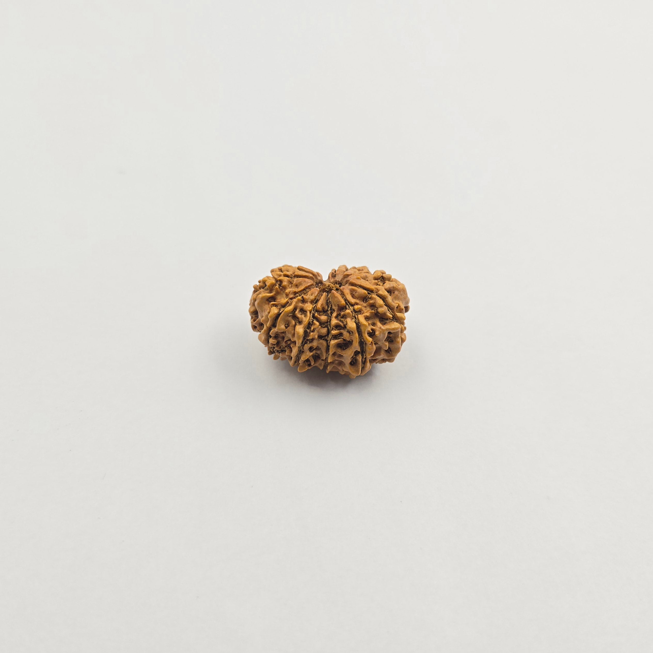 11 Mukhi