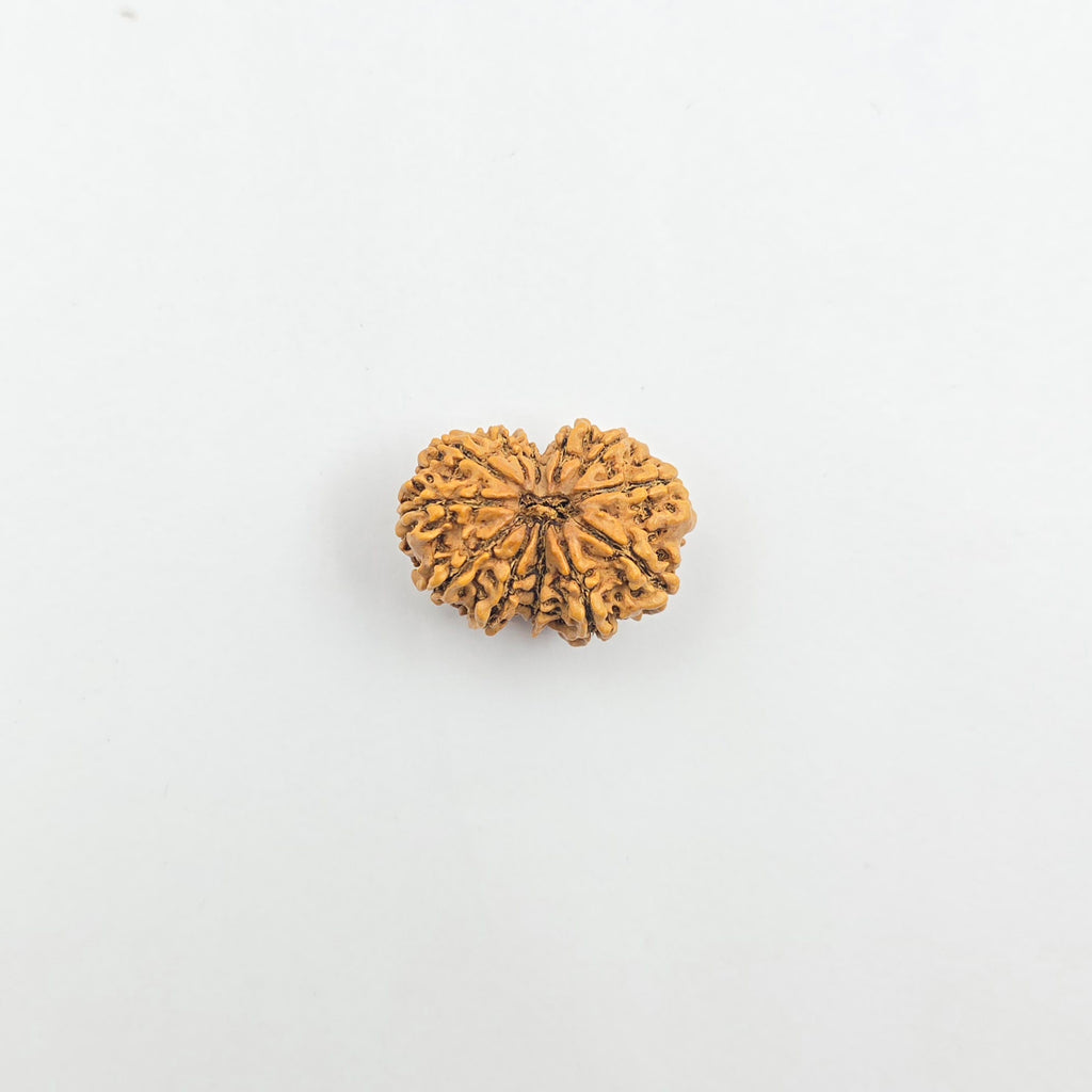 11 Mukhi