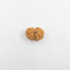 11 Mukhi